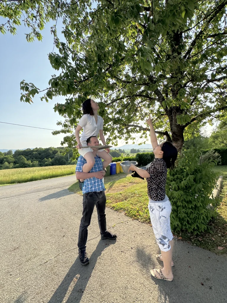 Kirschenpflücken ohne Leiter