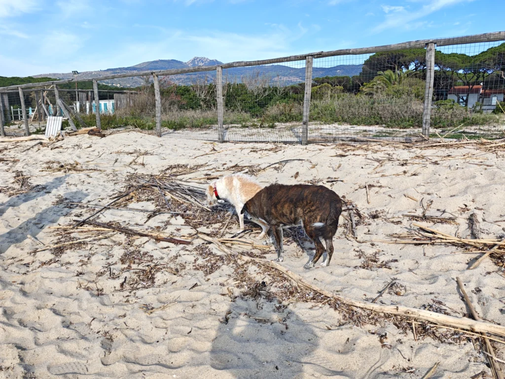Lund und Fenja am Strand von Marina di Campo