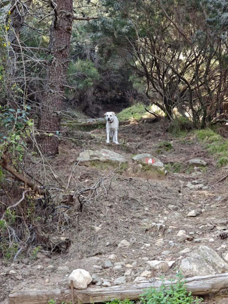 Luna in den Bergen von Marina di Campo auf dem Weg zum Monte Perone