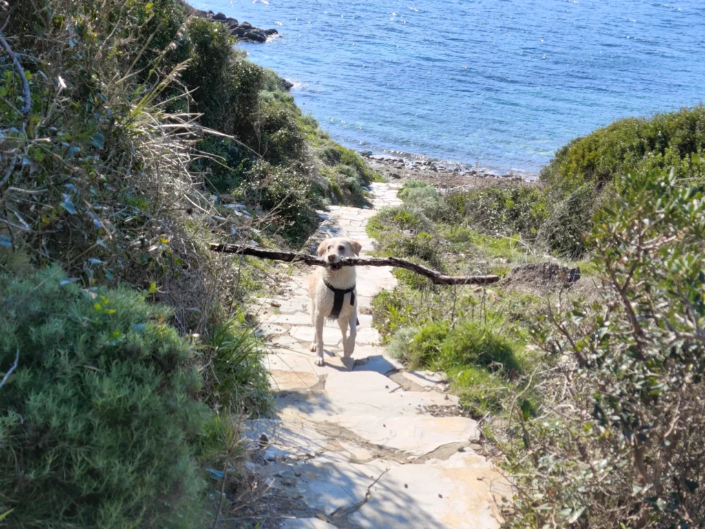 Luna trägt einen schweren Ast im Maul auf der Zuwegung zur kleinen Bucht
