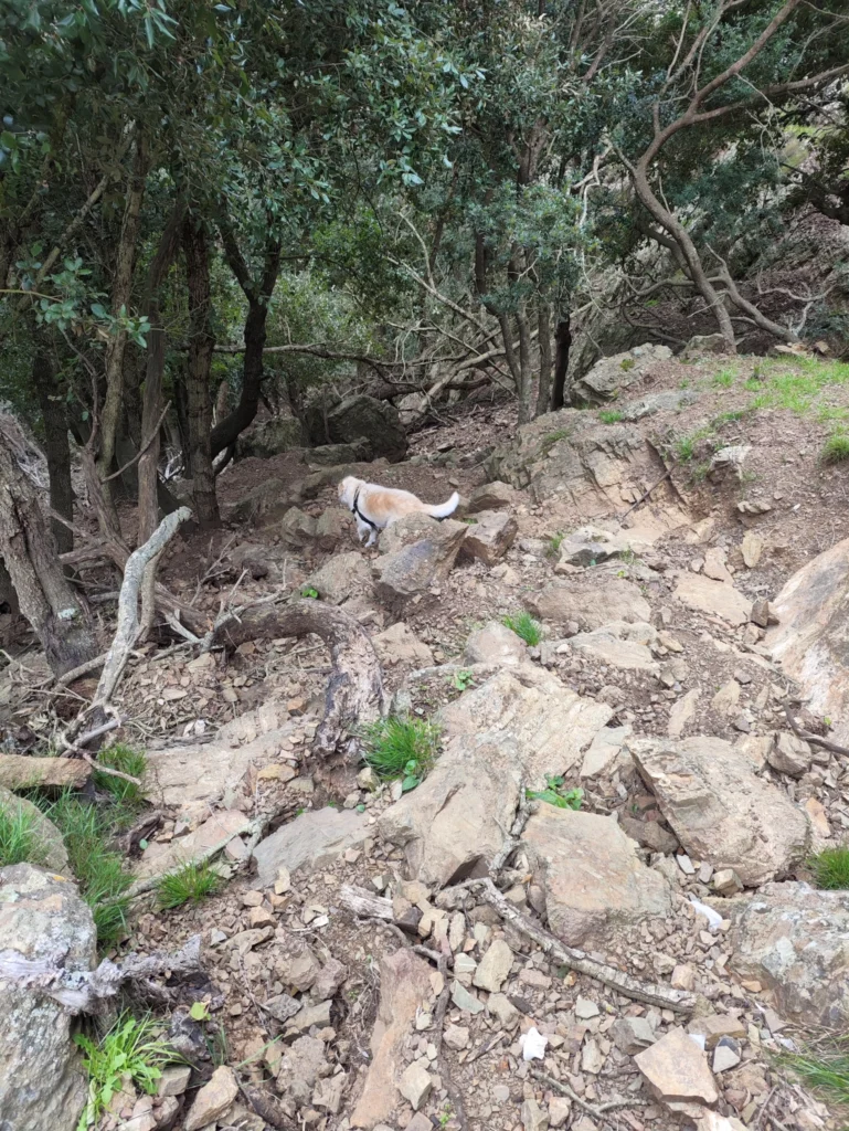 Luna beim Abstieg über einen felsigen, steilen Untergrund